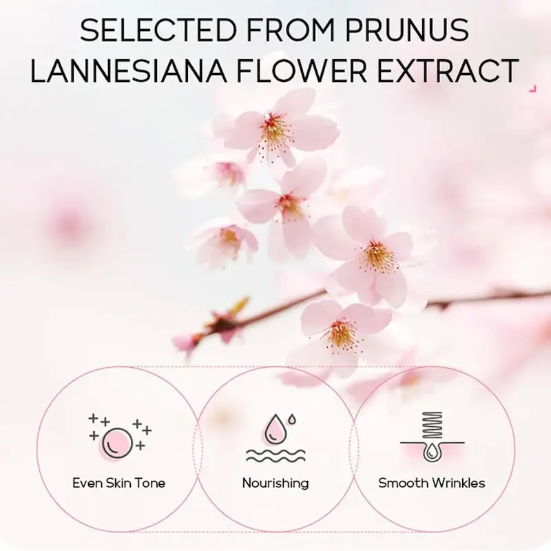 Beautiful pink cherry blossoms displaying skincare benefits like even skin tone and smooth wrinkles.
